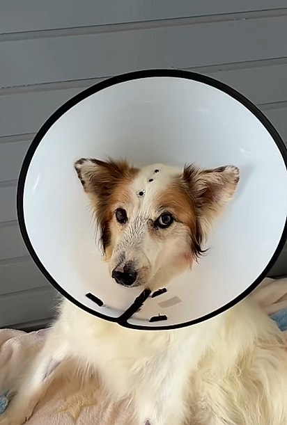 Joana ficou doente muito rapido.