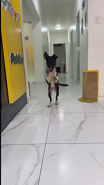 A equipe acolheu a vira-lata.