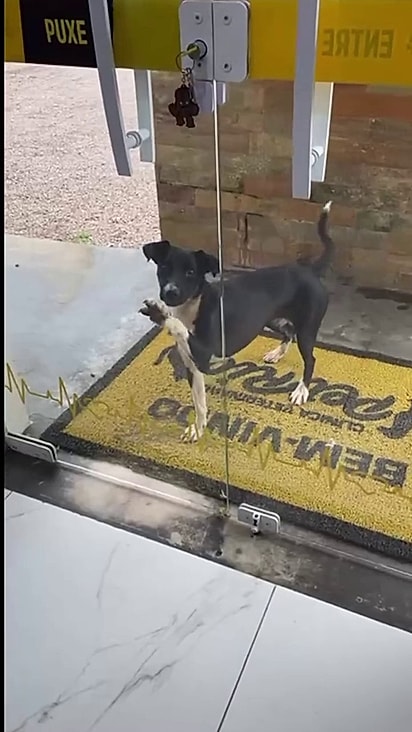 A cachorrinha bateu na porta da Pet Rio.