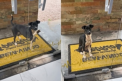 “Me ajuda, por favor”: Cachorrinha de rua bate na porta de clínica veterinária e dá ‘pulinhos de alegria’ ao ser atendida