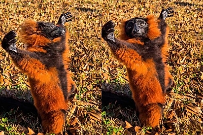 Compartilhamos o planeta com esses seres mágicos: Animal faz coreografia para relaxar ao sol e hipnotiza a internet