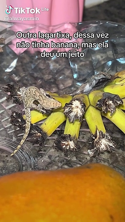 Desta vez não sobrou fruta, mas ela deu um jeito de aproveitar mesmo assim.