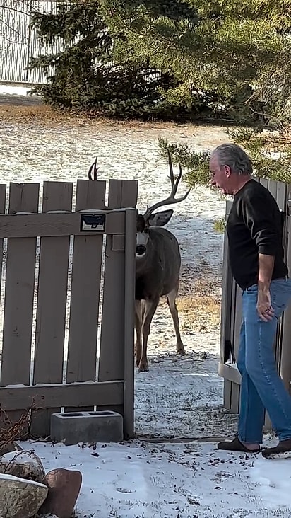 Ele já acostumou com a presença dos humanos.