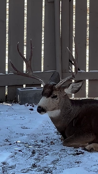 O animal já é idoso e gosta de frequentar a casa da brasileira.