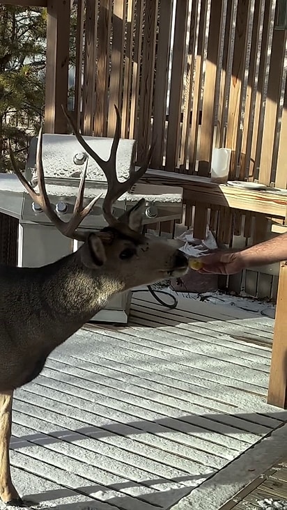 Veinho aparece para comer e descansar no quintal da mulher.