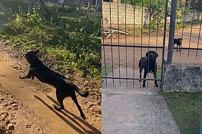 “Ainda dizem que cachorro não entende de hora”: Tutora se emociona com o que cão fazia todos os dias na saída da escola