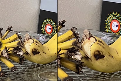 Moça deixa banana na mesa e acaba flagrando criaturinha fofa tomando lanche: Tadinha tava com fome, vamos dividir