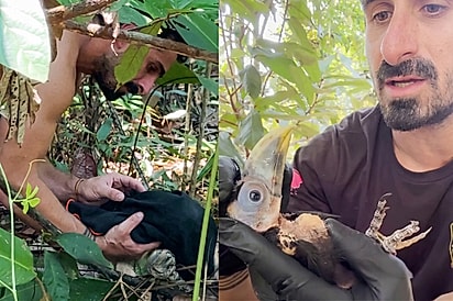 “Eu achei que ele não resistiria”: Homem resgata bebê sem penas, ele vira um pássaro magnífico e primeiro voo emociona