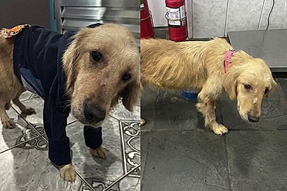 De imediato me apaixonei por seu olhar: Atitude de veterinária muda vida de Golden encontrada quase sem chances
