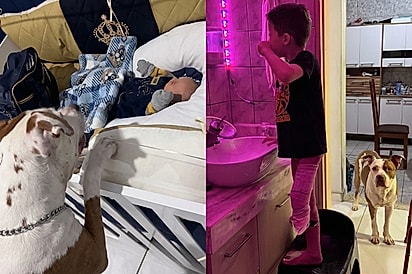 Mãe não sabia, mas o momento em que pit bull tentou pular no berço do bebê marcou o início de uma amizade inseparável