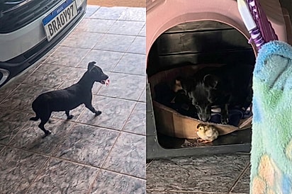 “Lá vem ela com a angolinha na boca”: Sempre que encontra a angolinha, cachorrinha faz a mesma coisa e cena intriga a família