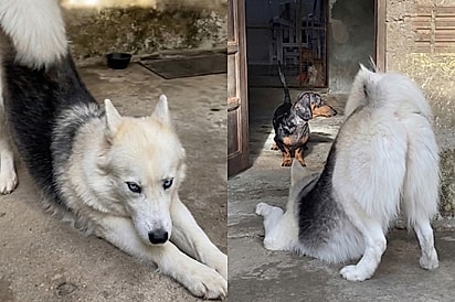 “Na hora eu chorei”: Falaram que filhotes de cadela husky com salsicha ficariam feios, mas bebês misturadinhos encantam
