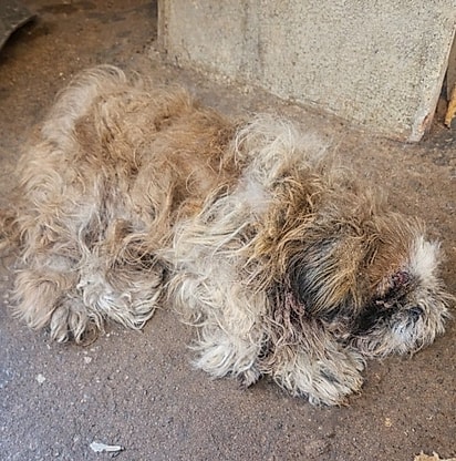 Quando foi resgatado, o cachorro estava com uma infecção severa nos olhos.