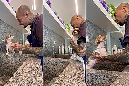 “Pra ela não ter crise”: Câmera flagra funcionário de pet shop cantando para acalmar cachorrinha ansiosa no banho