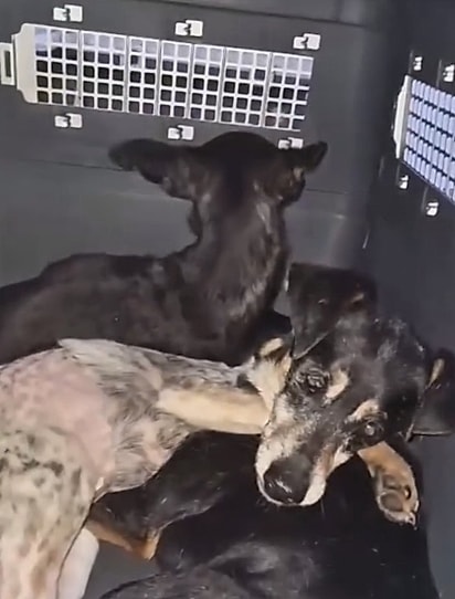 Todos os cães foram resgatados.