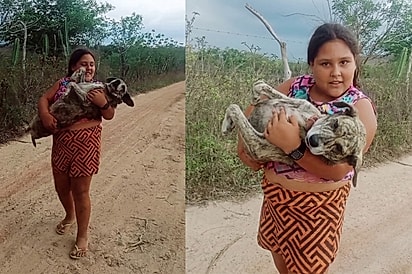 “Se o cachorro cansa, ‘nois’ ajuda”: Cachorrinha se fadiga durante o caminho e menina faz questão de levá-la no colo