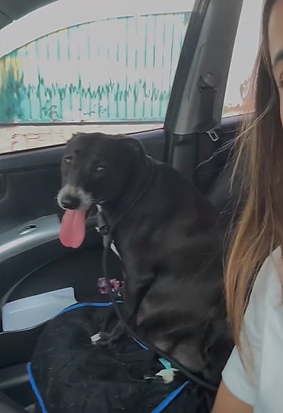 A cachorrinha terá os bebês em segurança.