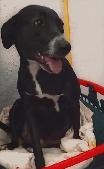 Pri decidiu ir pessoalmente conversar com o tutor.