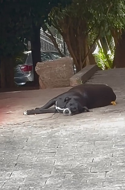 A protetora recebeu diversas mensagens sobre uma cadela prenha vivendo nas ruas.