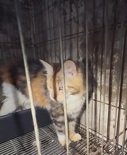 Jaqueline foi resgatada de um gatil clandestino.