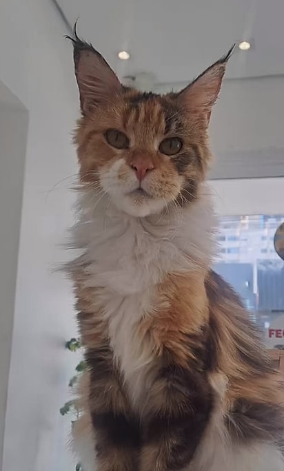Jaqueline, uma gata da raça maine coon.