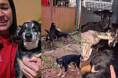 “Sem pensar muito, resgatei todos”: Moça decide levar todos os cães que a seguiam na rua e maior desafio começa