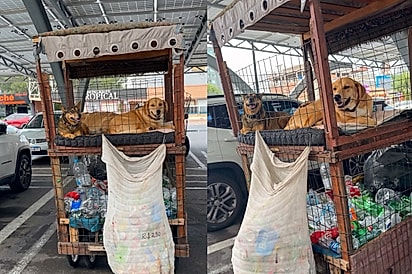 Hoje foi meu aniversário e esse foi meu melhor presente: Jovem se emociona ao ver como catador cuida de seus cachorrinhos