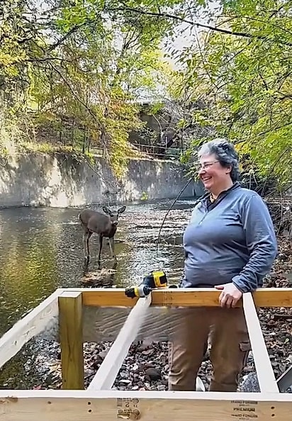 O veado até parecia “supervisionar” o trabalho.