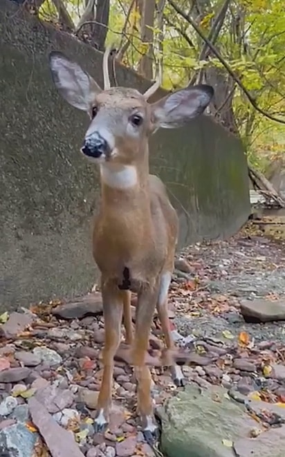 O filhote estava preso. 
