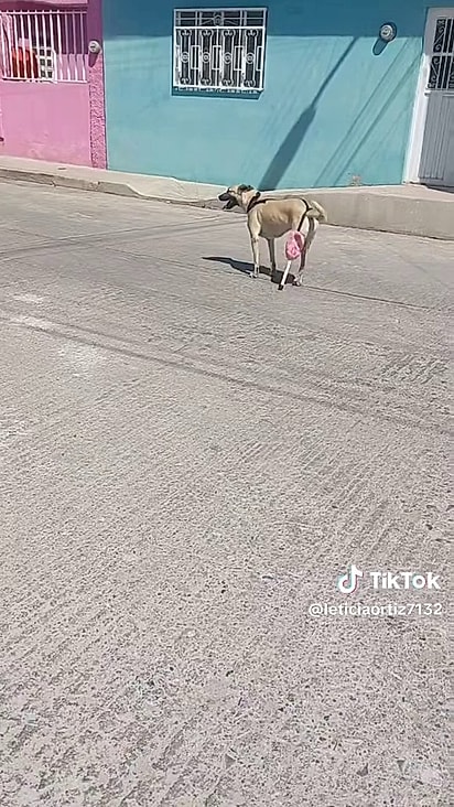 Internautas estão se unindo para doar uma prótese para Maya.