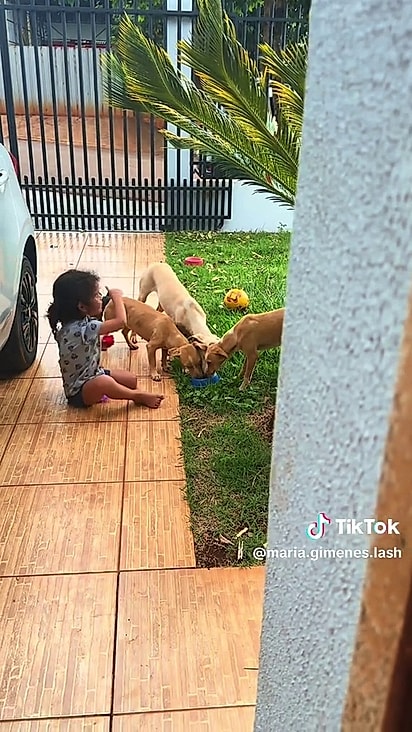 Maria Alice alimentou os cães.