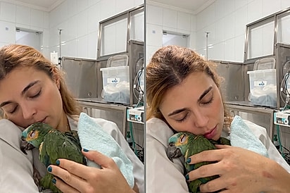 “Come, Lolo, só mais um pouquinho”: Papagaio debilitado recusa comida até ouvir as palavras carinhosas da veterinária
