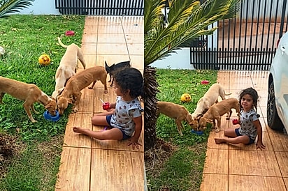 “Mas eles estavam com fome”: Mãe questiona por que menina abriu o portão para cães da rua e escuta a melhor resposta