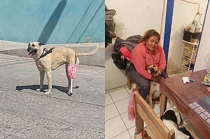 “Não temos dinheiro, mas temos amor”: Família cria prótese com garrafa e cabo de vassoura para ajudar sua cachorrinha