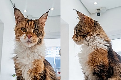 “Jaqueline é forte, mas não é descartável”: Após um ano achando que tinha um lar, gata carinhosa é devolvida ao abrigo