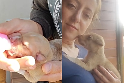 Pode levar não cresce muito não: Família adota petzinho e 6 meses depois se deparam com gigante no quintal 