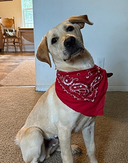 “Ele adotou o Banjo, mas eu ajudei a criá-lo.