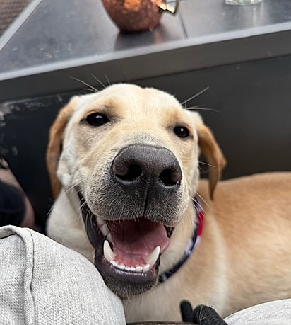 Quando se separaram, Banjo ficou com o ex de Sarah, quem havia feito a adoção.