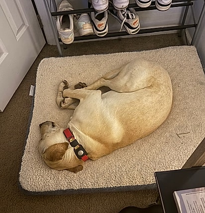 Sarah descobriu que Banjo estava no abrigo.