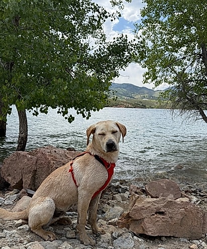 Cães dessa raça amam água.
