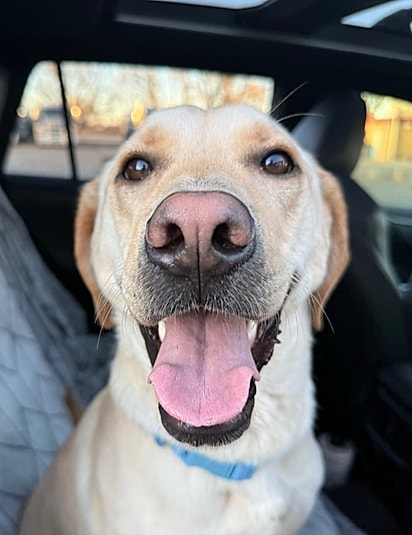 Banjo, um Labrador Retriever.