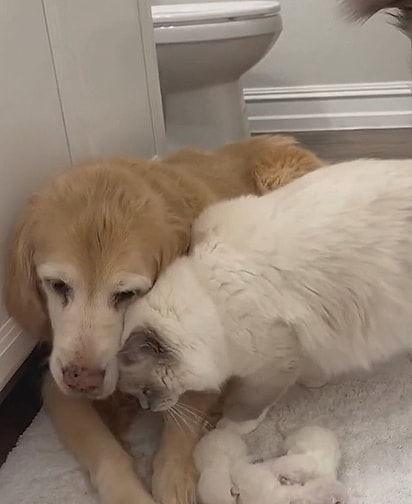 Josie é muito carinhosa com a cadela.