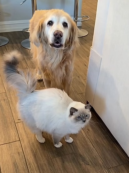 Josie e Lucy são amigas desde que a gata era filhote. 