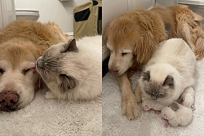 “Você quer ver meus bebês?”: Gata leva filhotes para golden idosa que cuidou dela desde pequena e cena emociona tutora