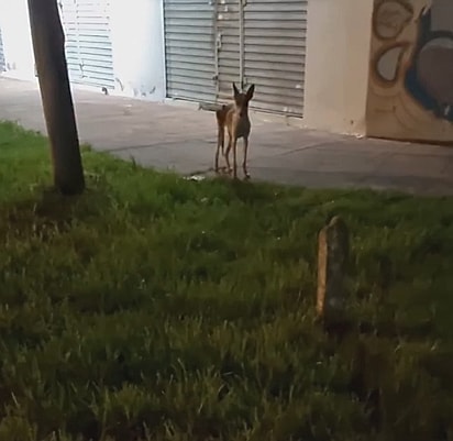 A cachorrinha foi encontrada no meio da noite.