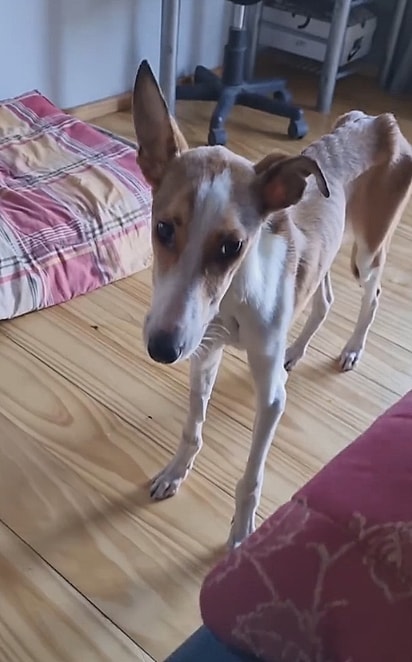 Claudio levou a cachorrinha para casa.