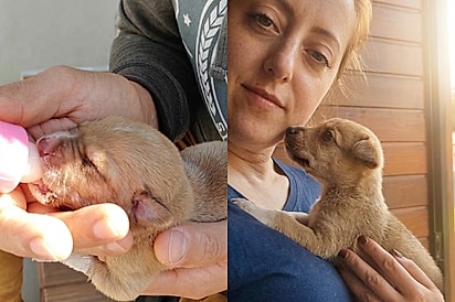 Pode levar não cresce muito não: Família adota petzinho e 6 meses depois se deparam com gigante no quintal 