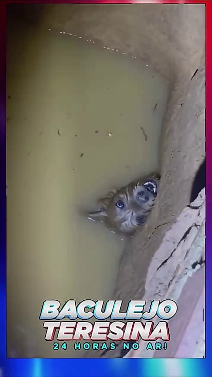 O cão estava exausto.