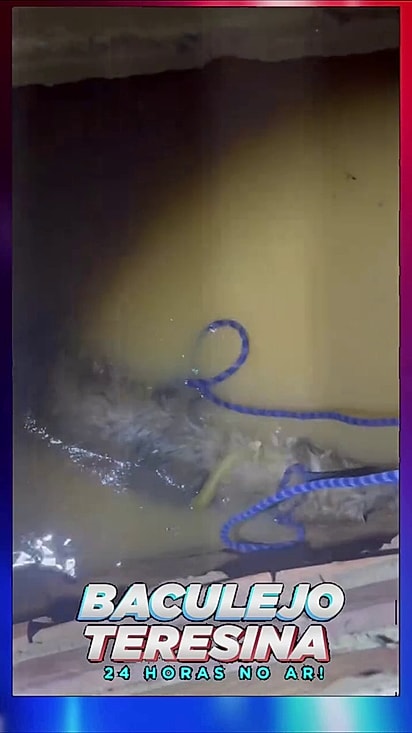 De acordo com internautas a cobra não era do tipo peçonhenta.