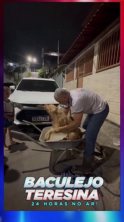 O cão foi levado embora em cima de um carrinho de mão.